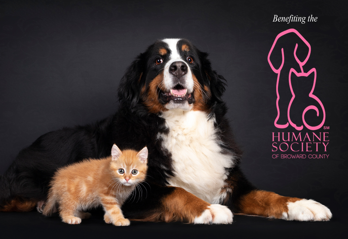 dog-banner